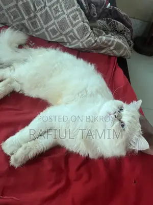 6-12 Months Male Purebred Persian