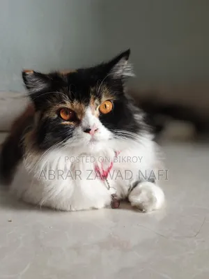 3-6 Months Female Purebred Persian