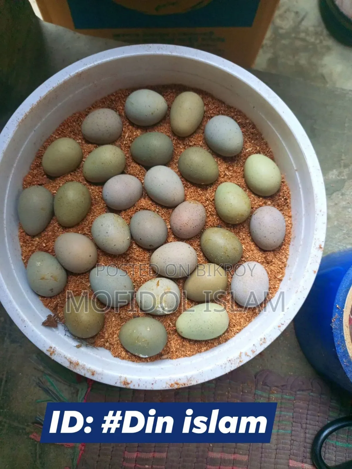 কিং কোয়েল পাখির বীজ ডিম