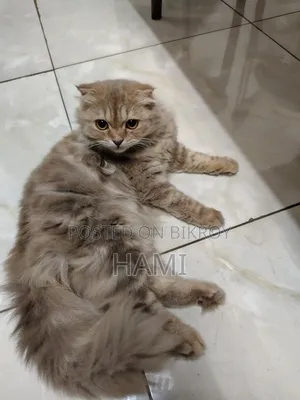 3-6 Months Male Purebred Persian