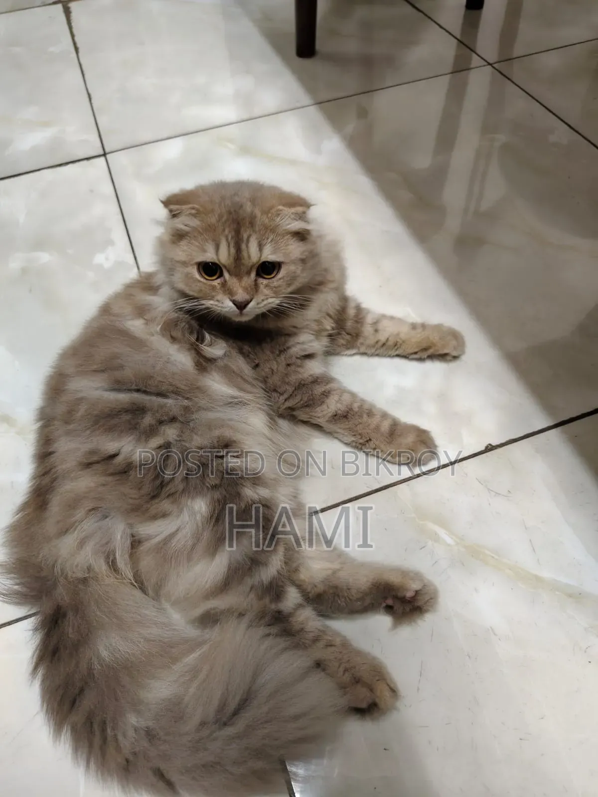 3-6 Months Male Purebred Persian