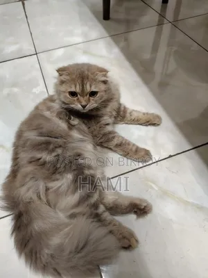 3-6 Months Male Purebred Persian