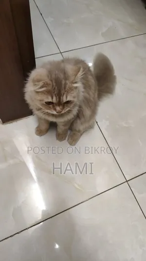 3-6 Months Male Purebred Persian