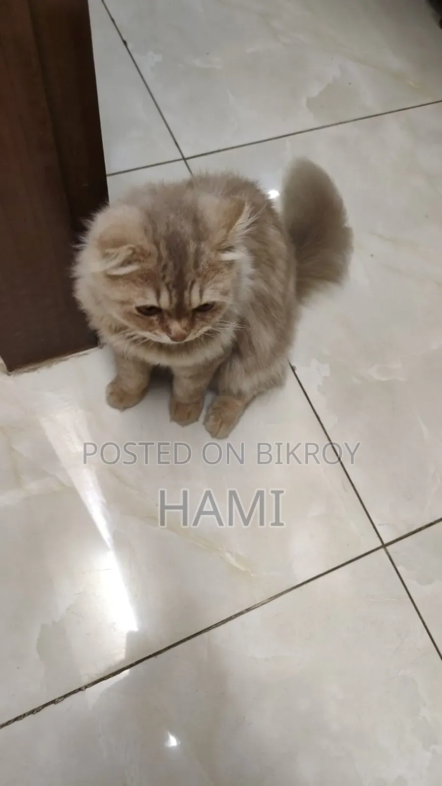 3-6 Months Male Purebred Persian