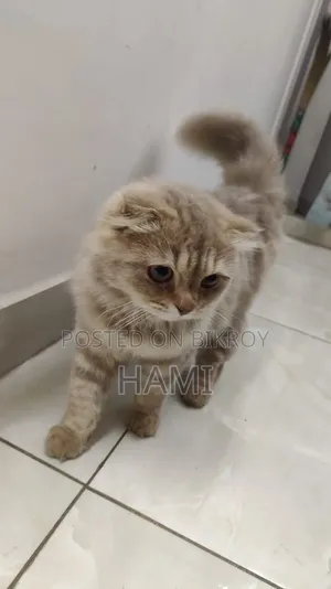 3-6 Months Male Purebred Persian