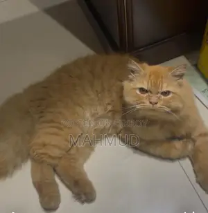 6-12 Months Male Purebred Persian