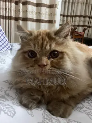 6-12 Months Male Purebred Persian