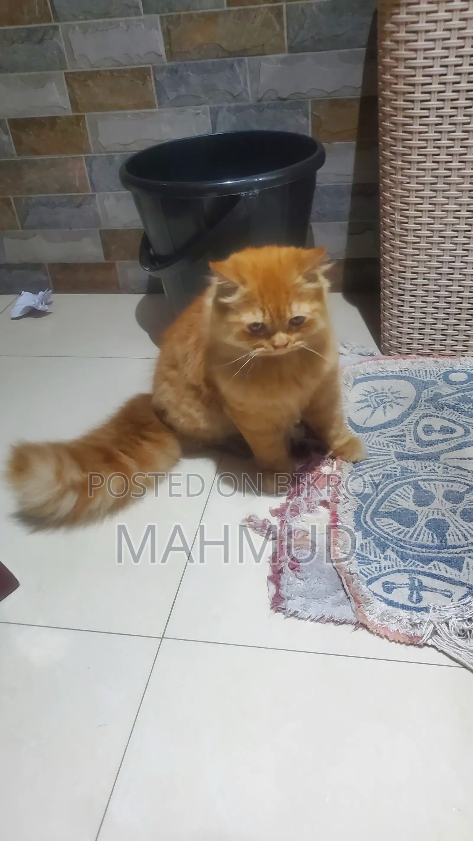 6-12 Months Male Purebred Persian