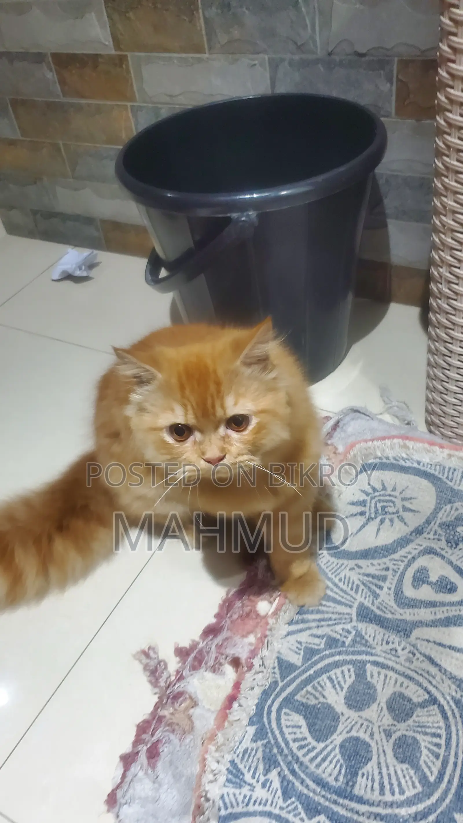 6-12 Months Male Purebred Persian