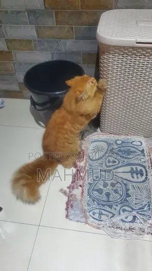 6-12 Months Male Purebred Persian