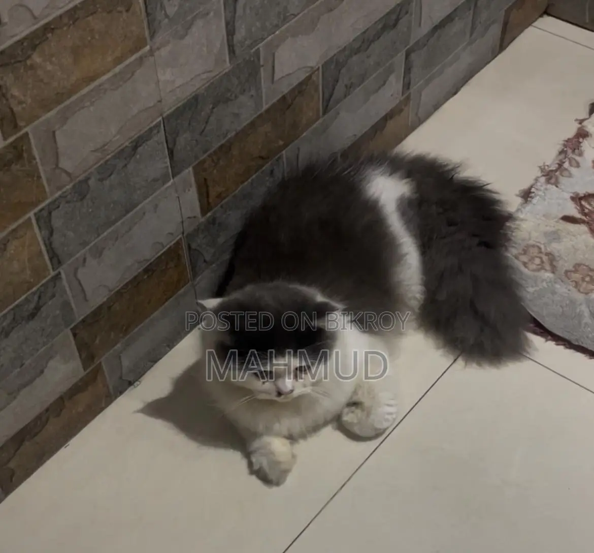 6-12 Months Male Purebred Persian