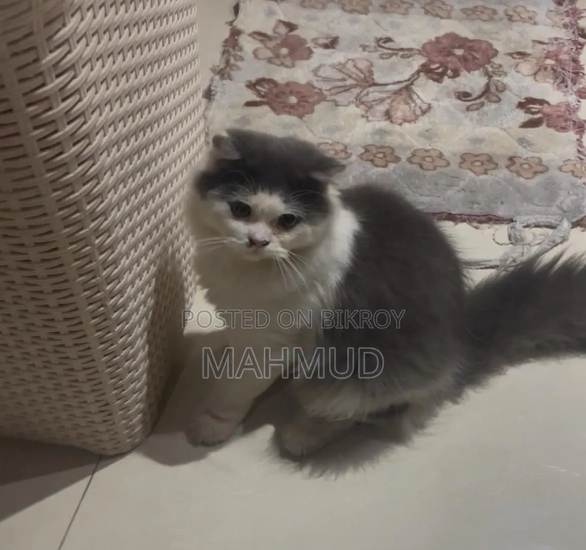 6-12 Months Male Purebred Persian