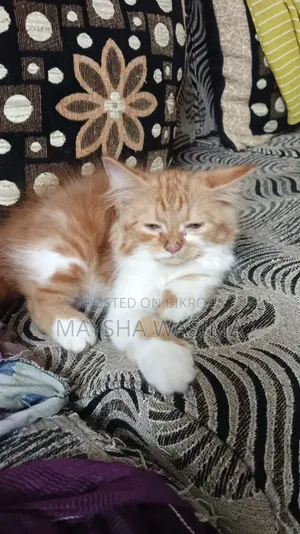 1-3 Months Female Purebred Persian