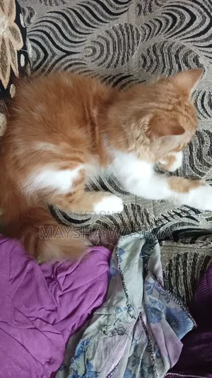 1-3 Months Female Purebred Persian