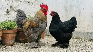 একজোড়া কোচিন মুরগী হাত বদল করা হবে