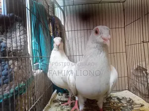 সাদা রেসার কবুতর