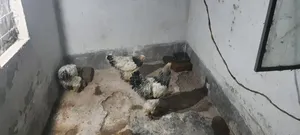 Laying Hen