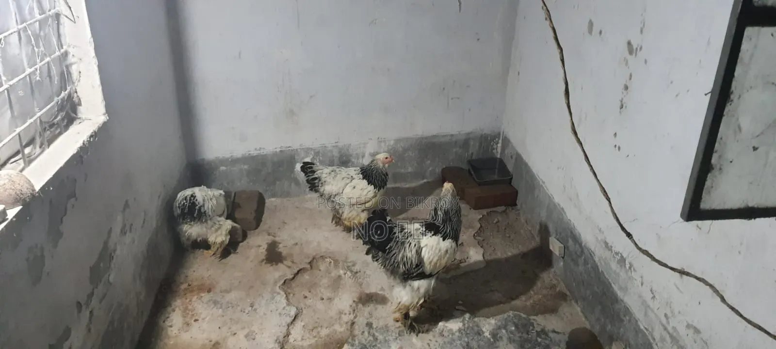 Laying Hen