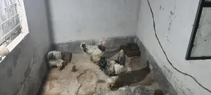 Laying Hen