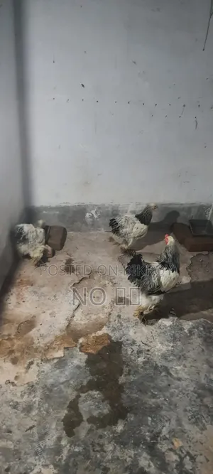 Laying Hen