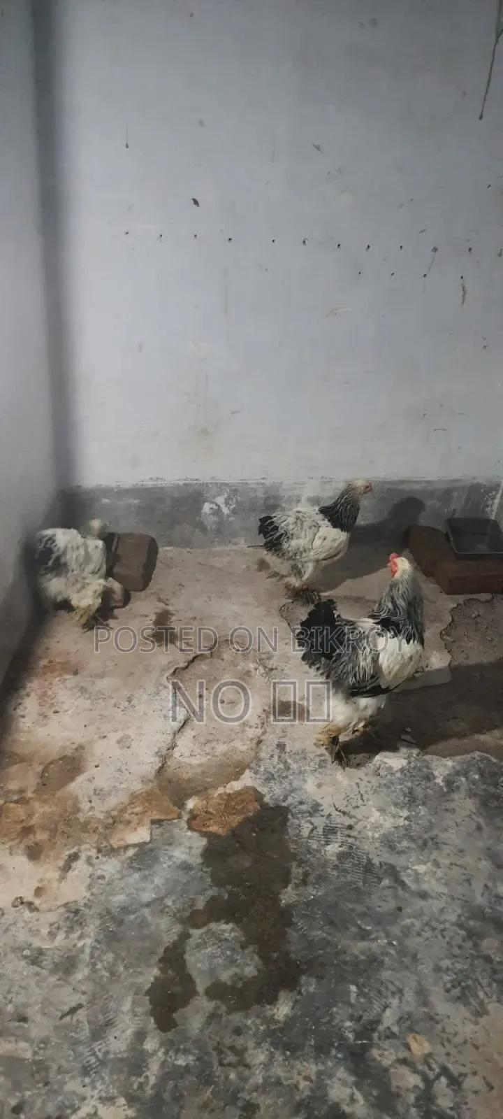 Laying Hen