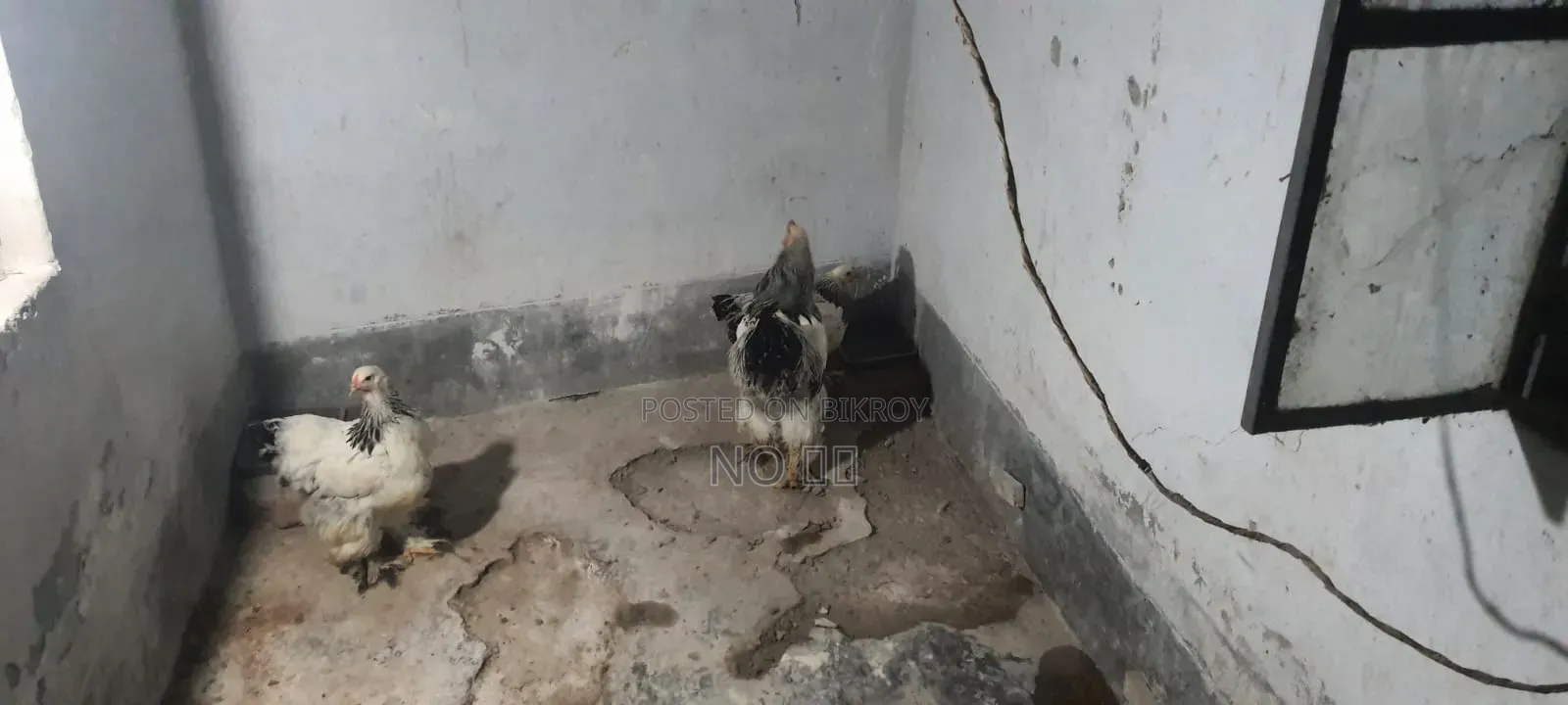 Laying Hen