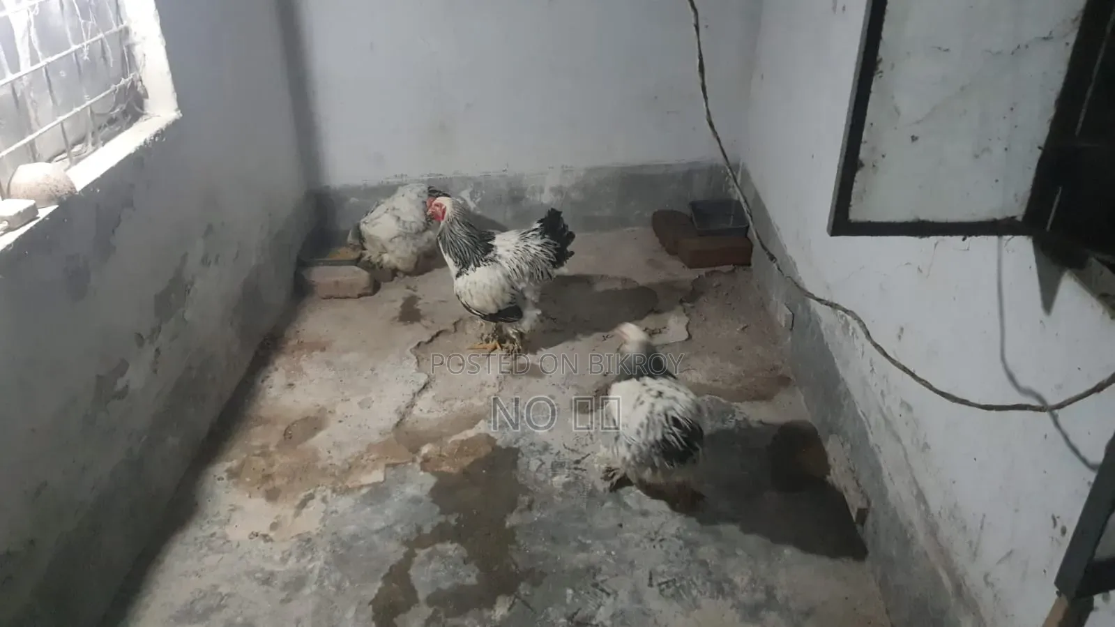 Laying Hen