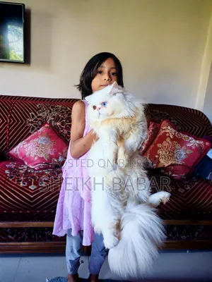 ১+ বছরের পুরুষ মিক্সড ব্রিড এক্সোটিক