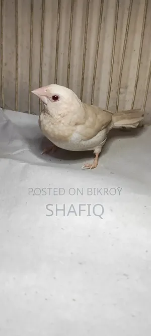Finch Bird Euro and Creamino Pearl