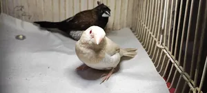 Finch Bird Euro and Creamino Pearl