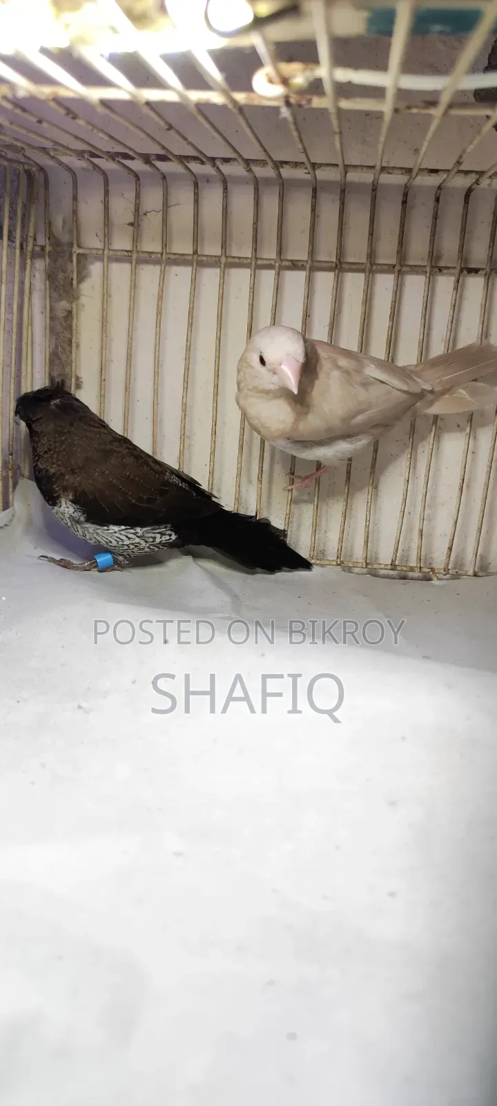Finch Bird Euro and Creamino Pearl