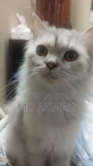 1+ Year Female Purebred Persian