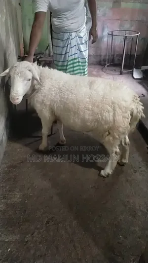 অস্ট্রেলিয়ান ডরপার ভেড়া ৪দাতের বিস্তারিত জানতে কল করুন