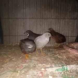 কিং কোয়েল পাখি
