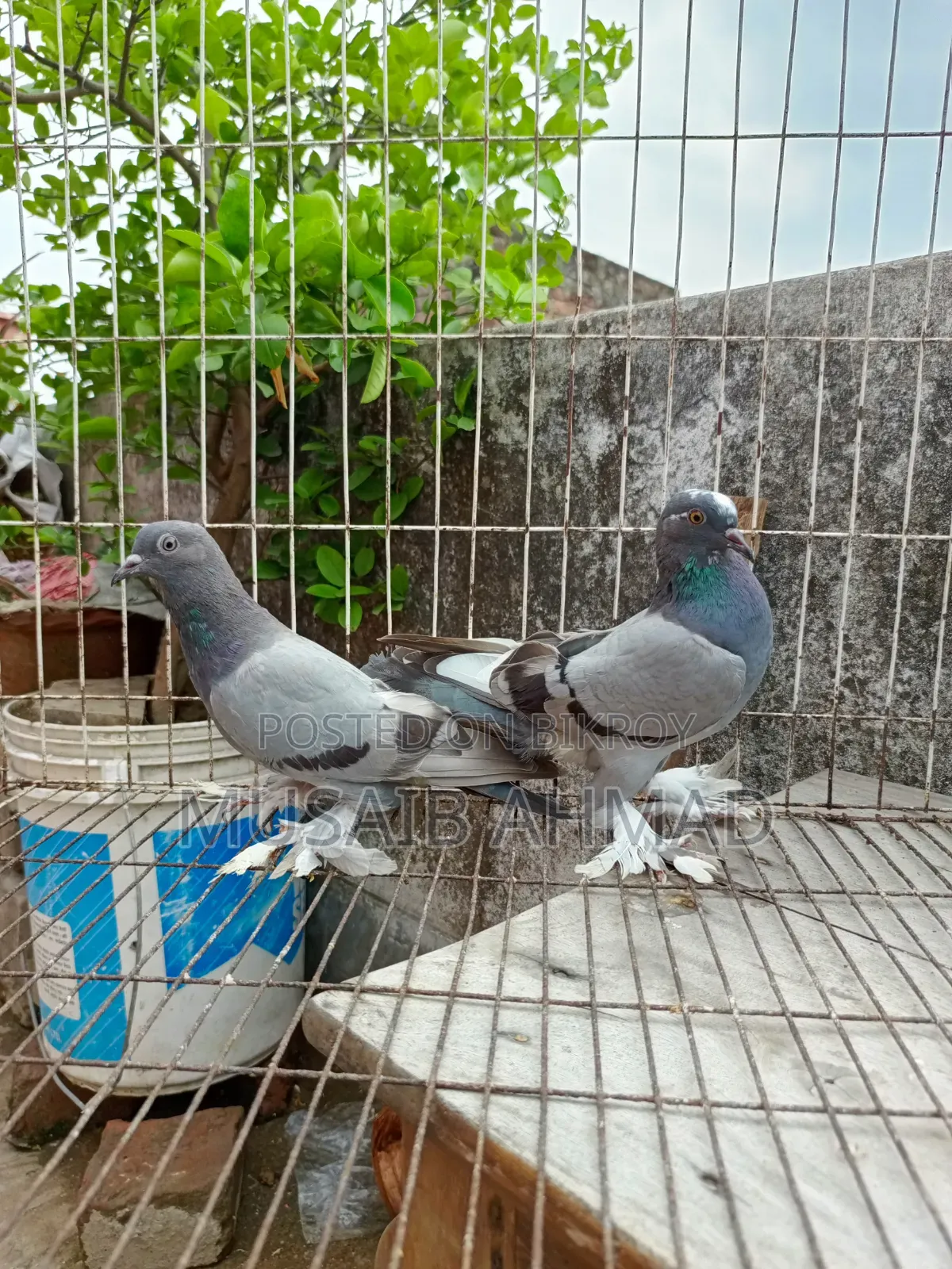Hand-Trained Pigeons