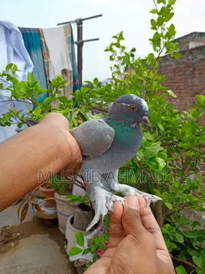 Hand-Trained Pigeons