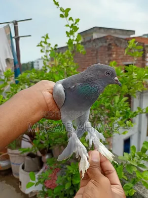 Hand-Trained Pigeons