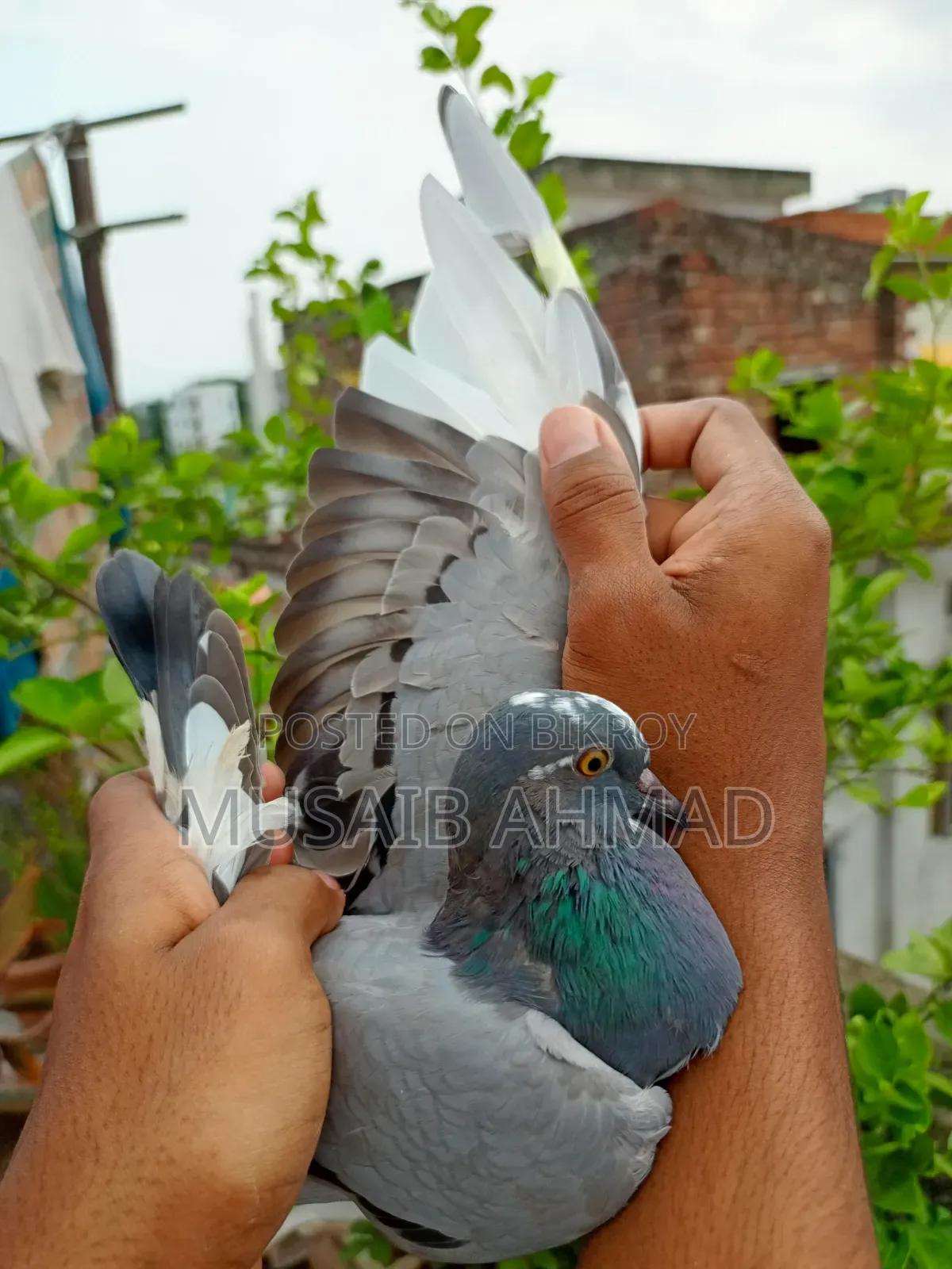 Hand-Trained Pigeons
