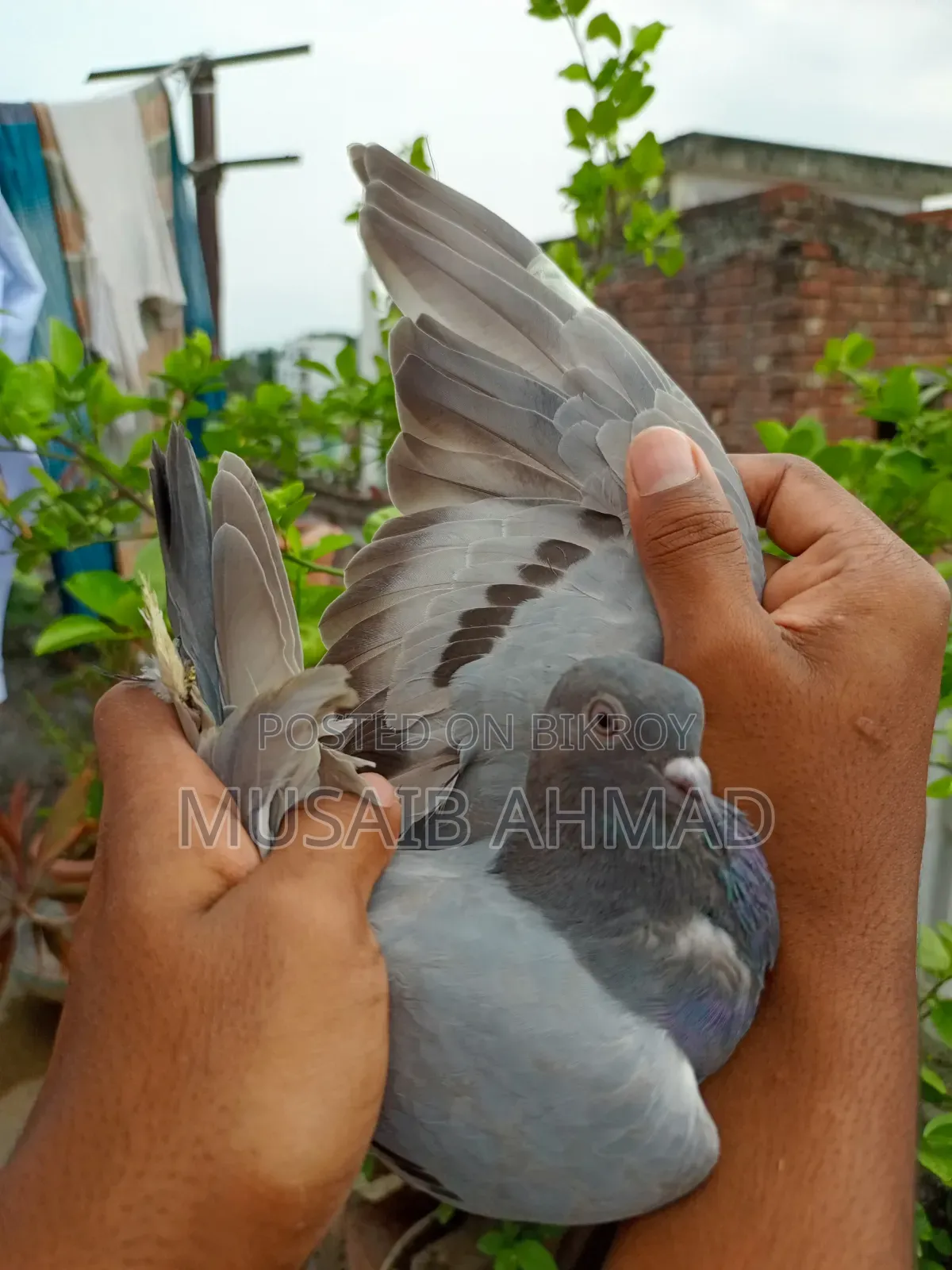 Hand-Trained Pigeons
