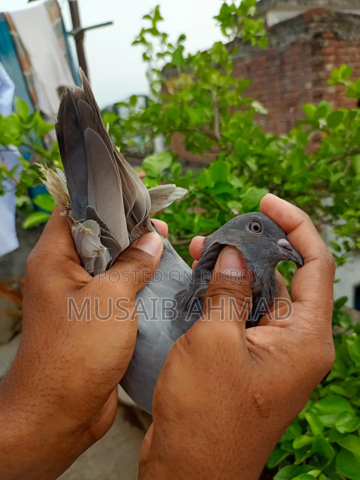 Hand-Trained Pigeons