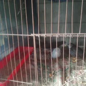 কিং কোয়েল পাখি