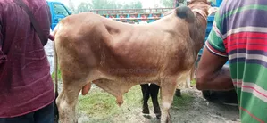 শাহীওয়াল গরু