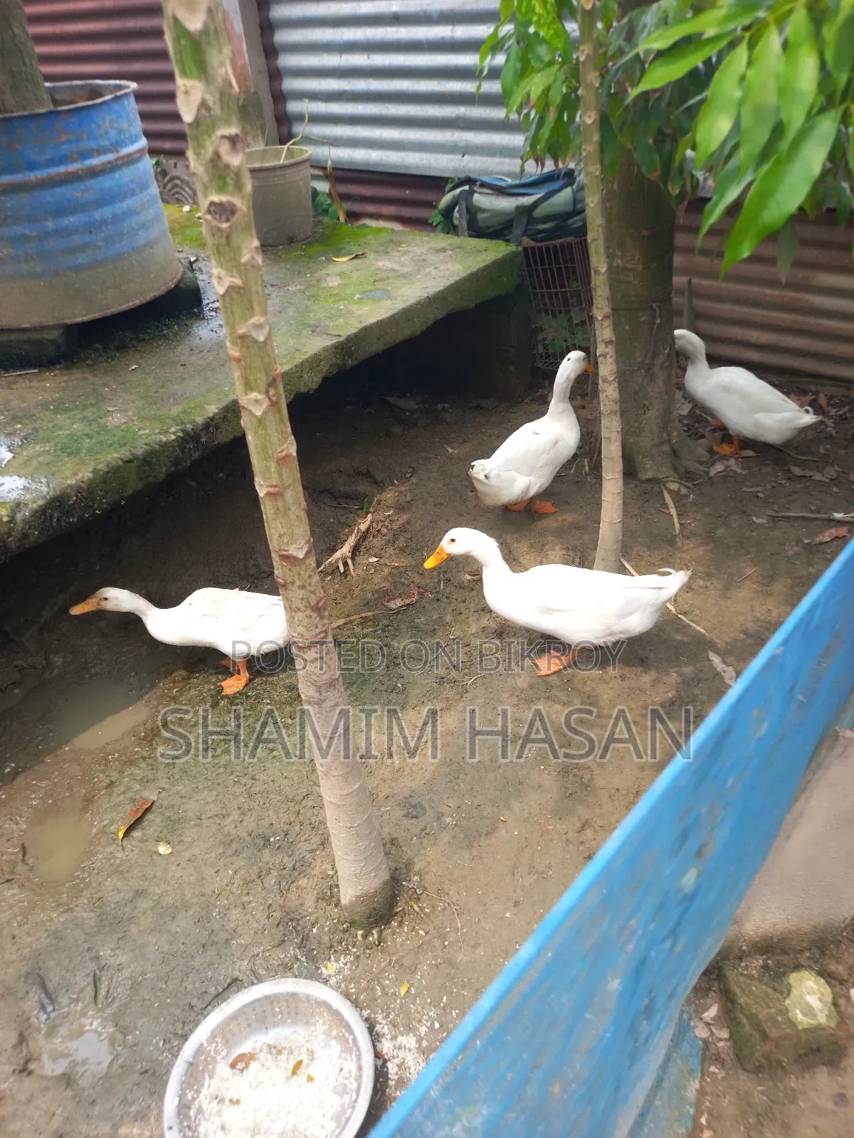 Beijing Duck