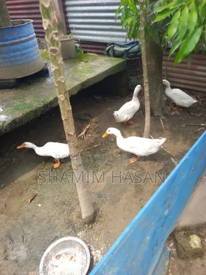 Beijing Duck