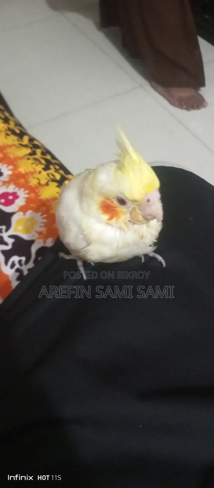 Cockatiel Baby