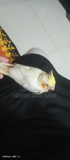 Cockatiel Baby