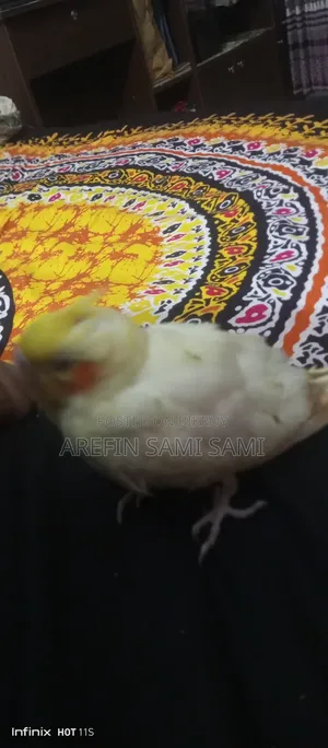 Cockatiel Baby