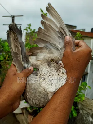 Golden Pigeon