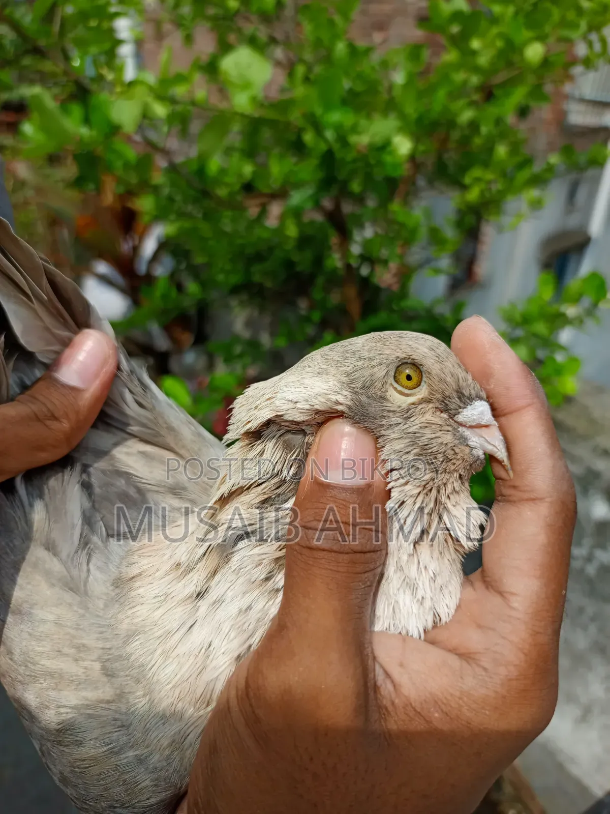 Golden Pigeon