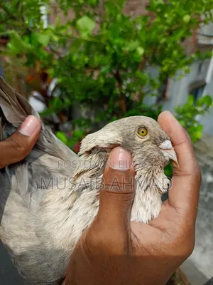 Golden Pigeon